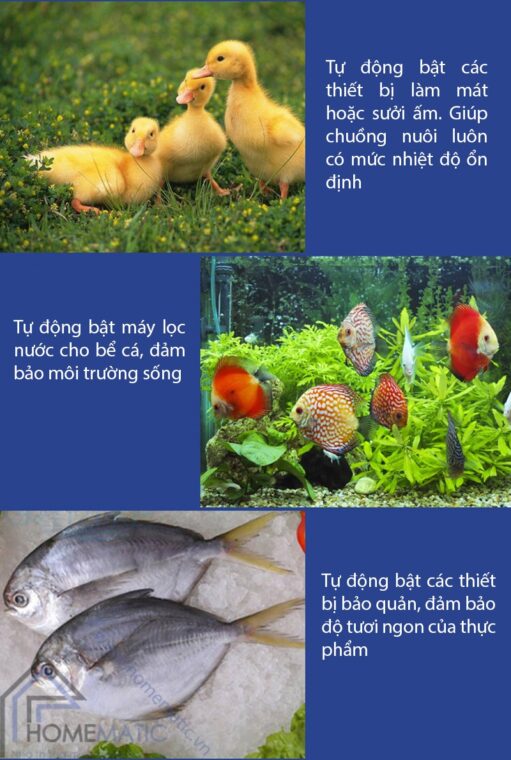 o cam 2 cong STH2 chan nuoi